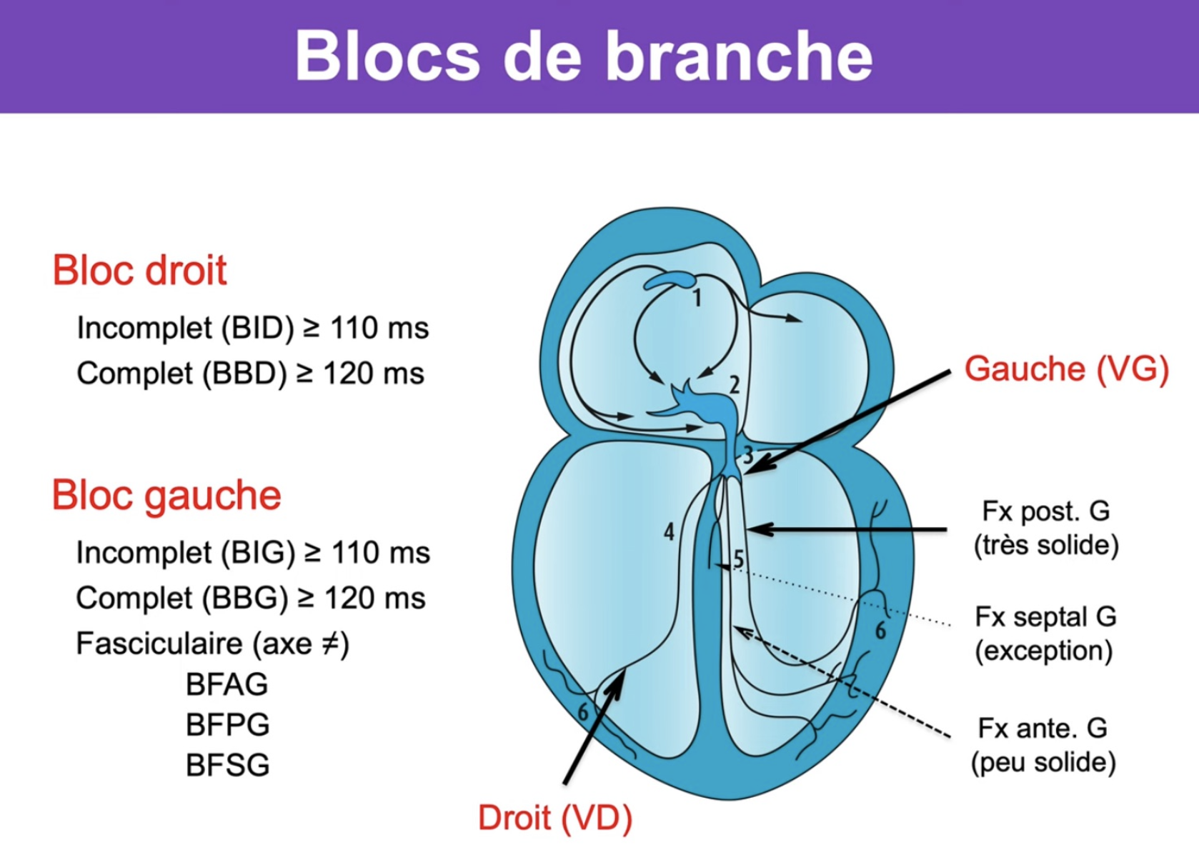 Anatomie blocs de branche — fascicules gauche (antérieur, postérieur, septal) et branche droite